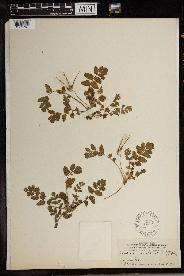 Erodium moschatum image