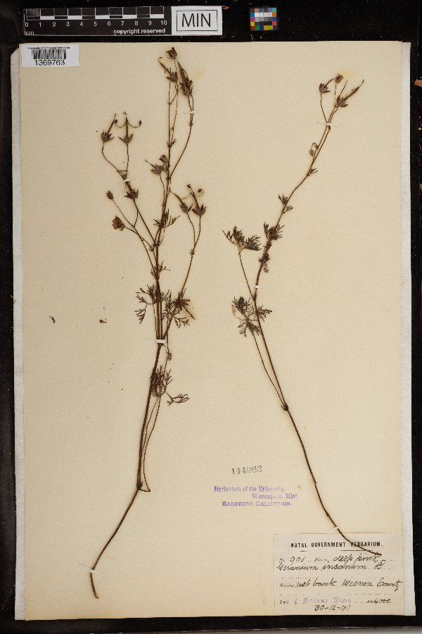 Geranium incanum image