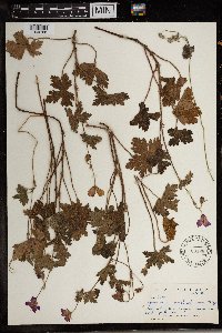 Geranium ornithopodon image