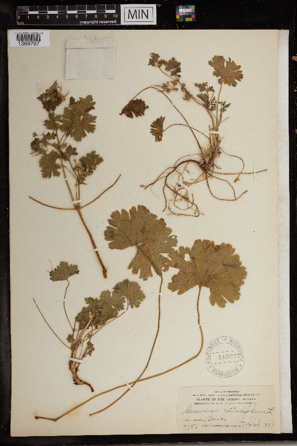 Geranium rotundifolium image