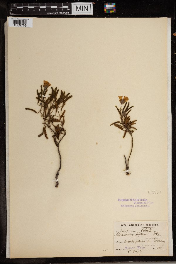 Monsonia biflora image