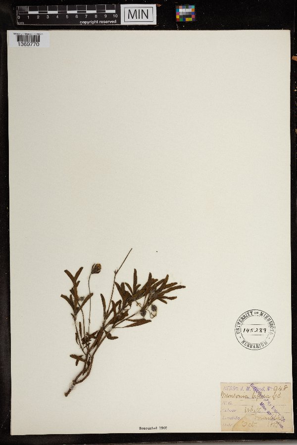Monsonia biflora image