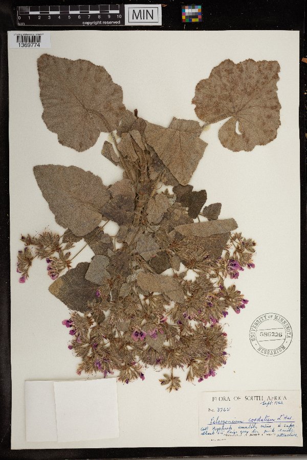 Pelargonium cordifolium image