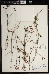 Pelargonium multicaule image