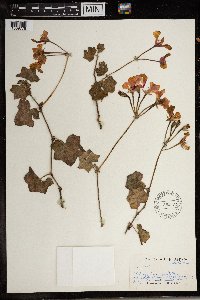 Image of Pelargonium peltatum