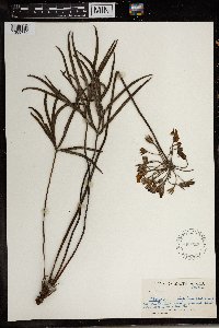 Image of Pelargonium luridum