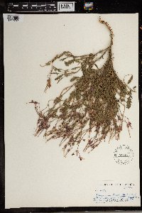 Image of Pelargonium tricolor