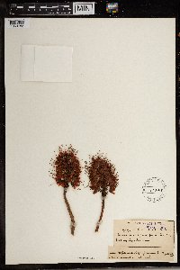 Image of Greyia sutherlandii