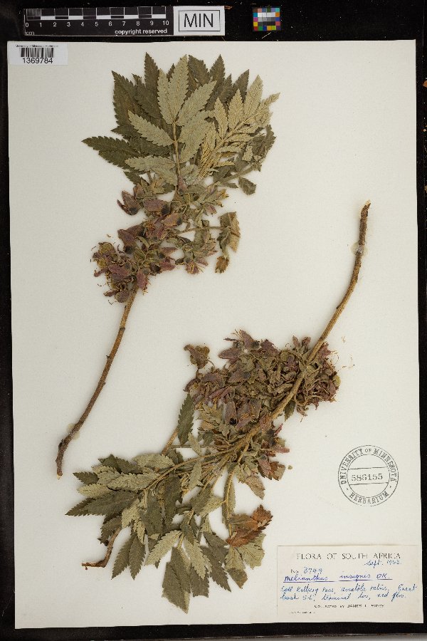 Melianthus dregeanus image