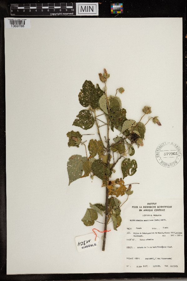 Abutilon mauritianum image