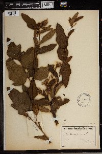 Image of Clappertonia ficifolia