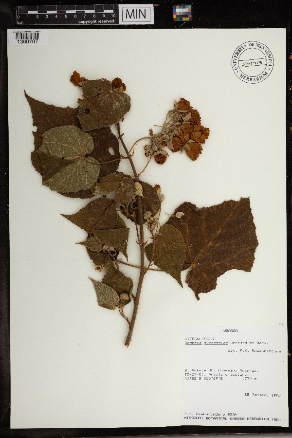 Dombeya burgessiae image