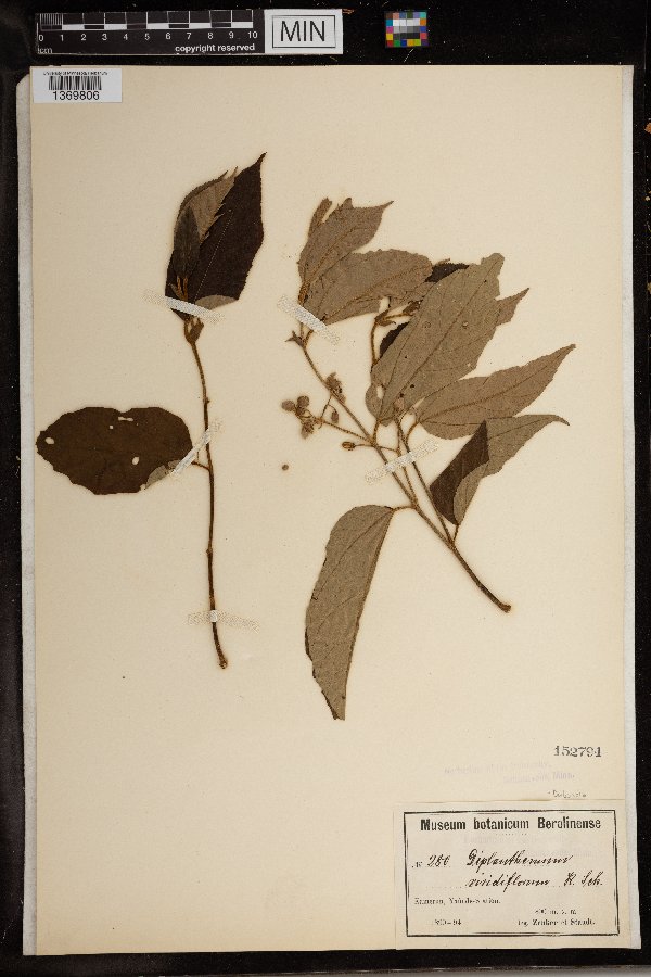 Duboscia viridiflora image