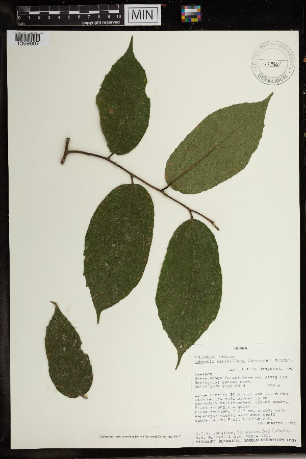 Duboscia image