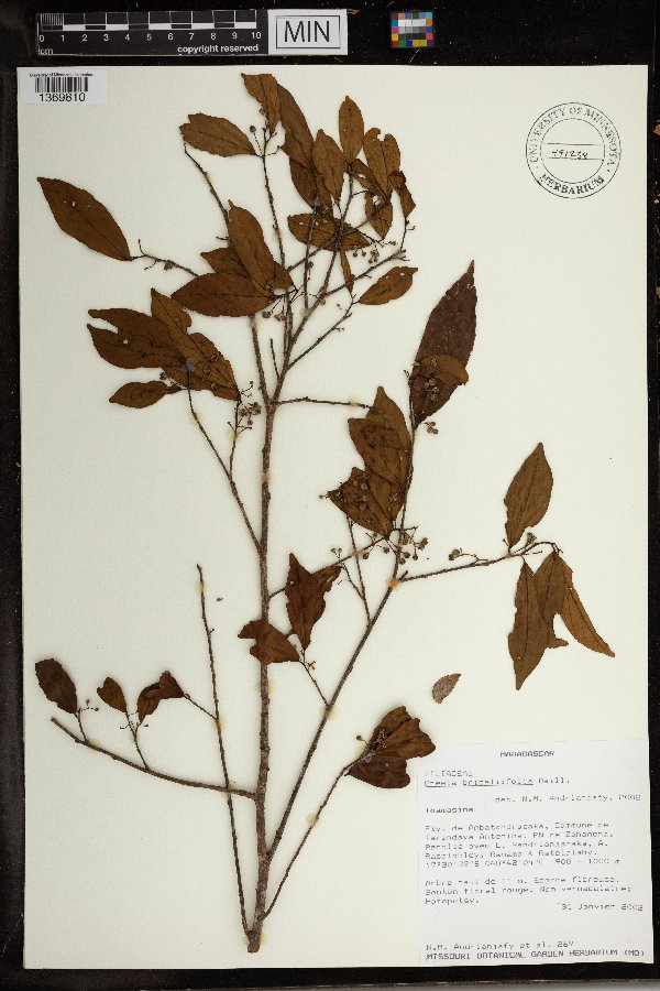 Grewia brideliifolia image