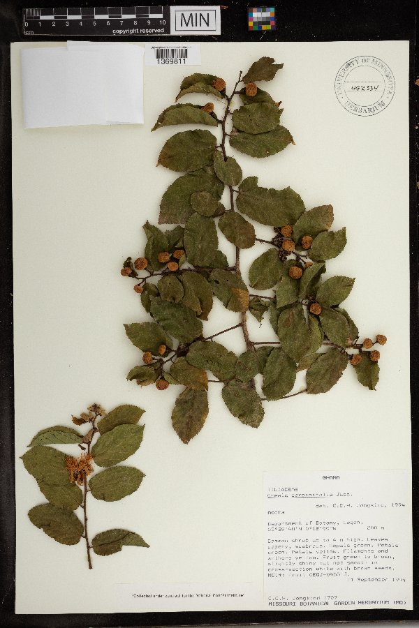 Grewia carpinifolia image