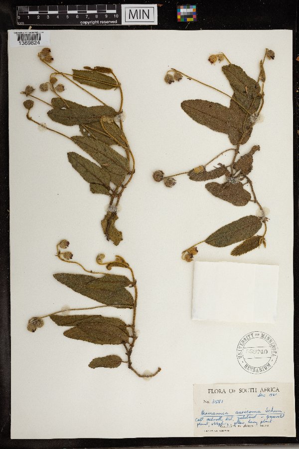 Hermannia auricoma image