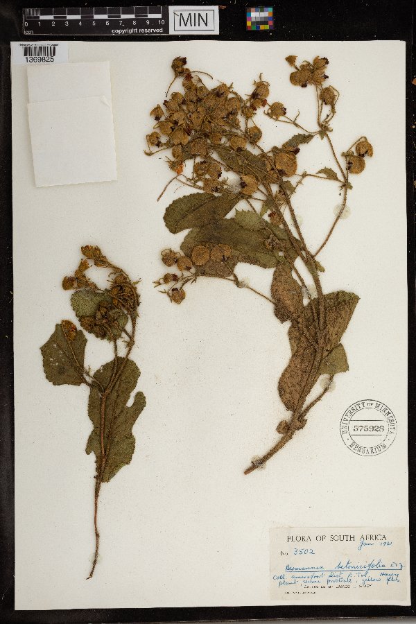 Hermannia geniculata image