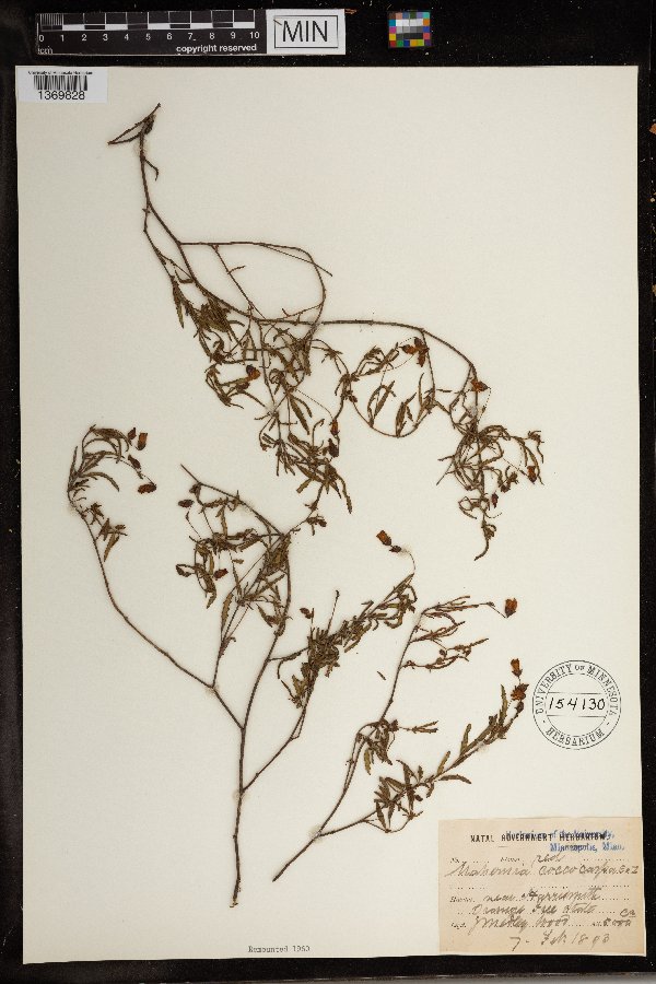Hermannia coccocarpa image
