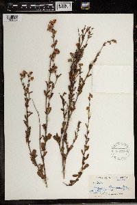 Hermannia flammea image