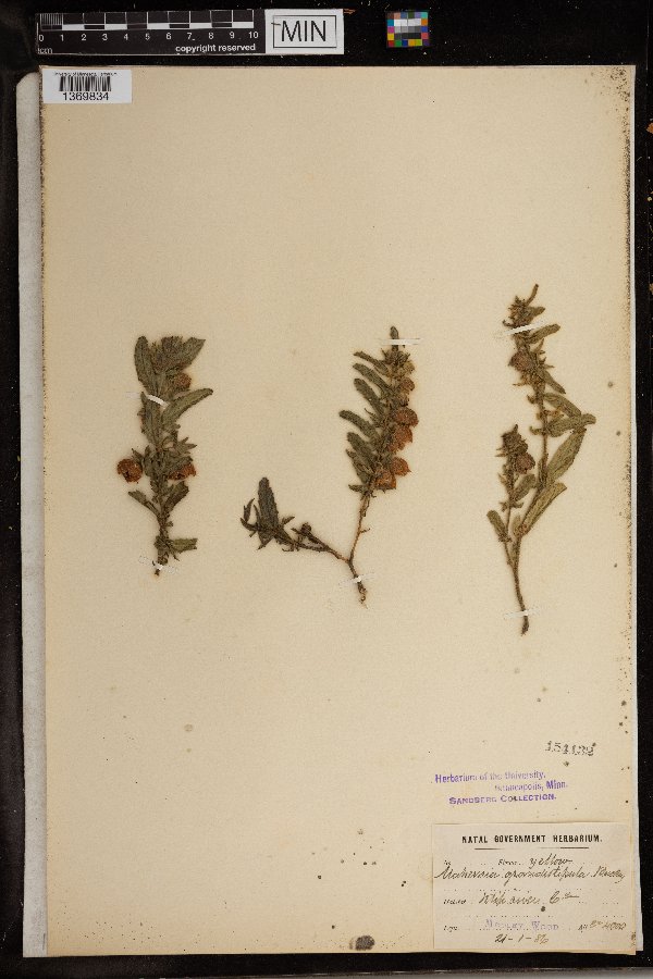 Hermannia grandistipula image