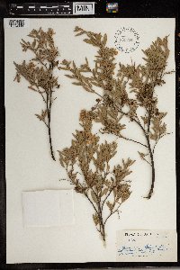 Hermannia velutina image