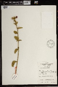 Image of Hibiscus aponeurus