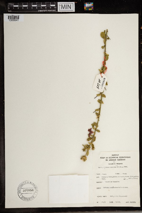 Hibiscus aponeurus image