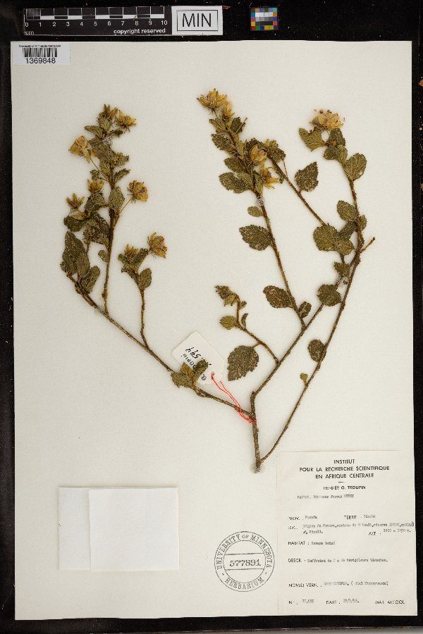 Hibiscus fuscus image