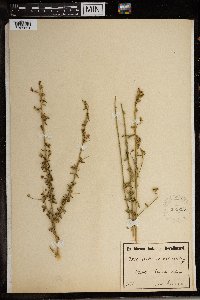 Hibiscus micranthus image