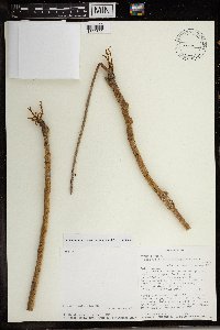 Image of Hildegardia ankaranensis