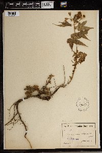 Sparrmannia ricinocarpa image
