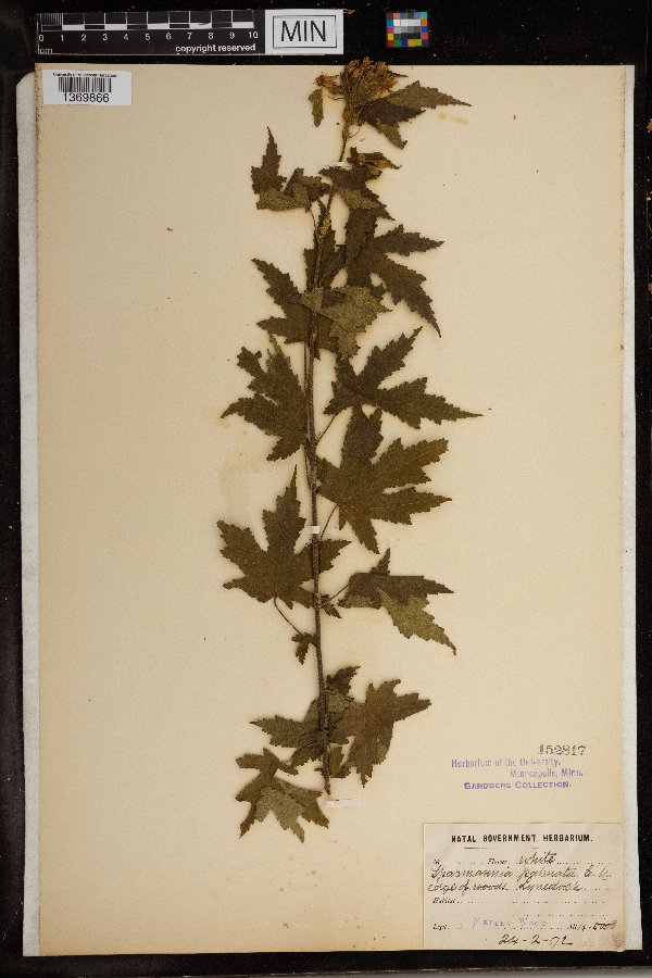 Sparrmannia palmata image