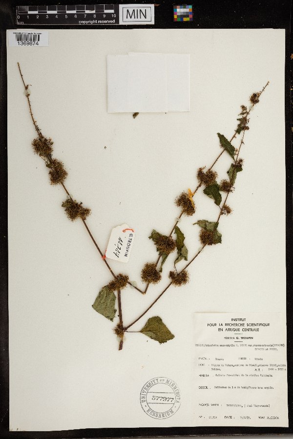 Triumfetta macrophylla image