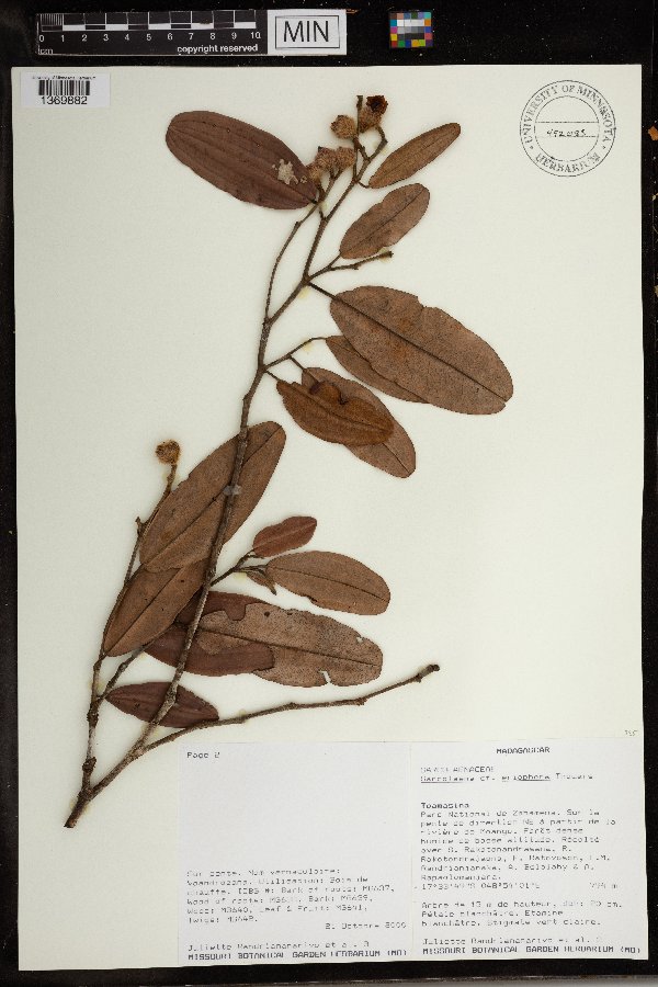Sarcolaena eriophora image