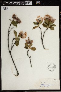 Dais cotinifolia image