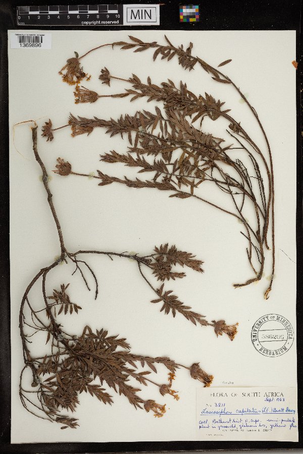 Gnidia capitata image