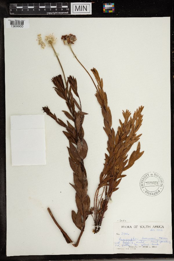 Gnidia kraussiana image