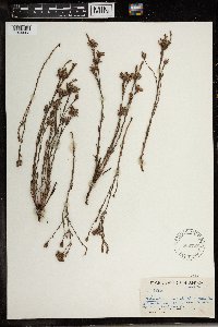 Gnidia microcephala image