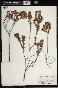 Image of Gnidia myrtifolia