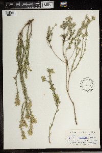 Image of Gnidia nodiflora