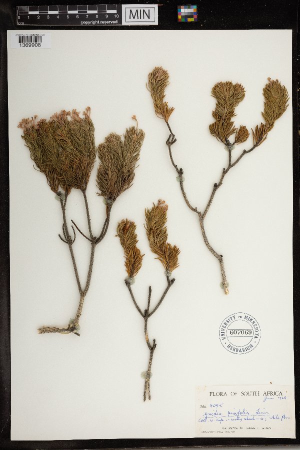 Gnidia pinifolia image