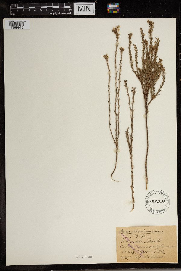 Gnidia scabra image
