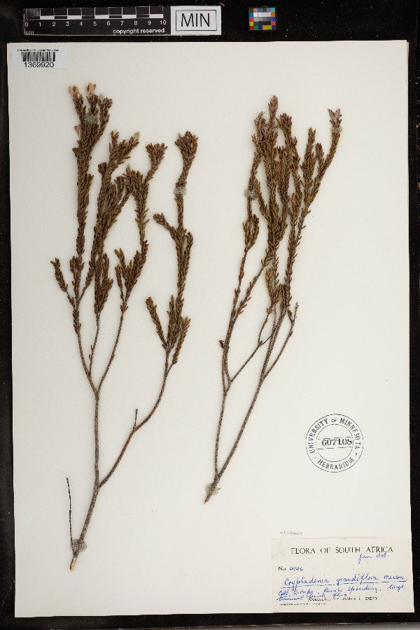 Lachnaea grandiflora image