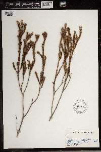 Image of Lachnaea grandiflora