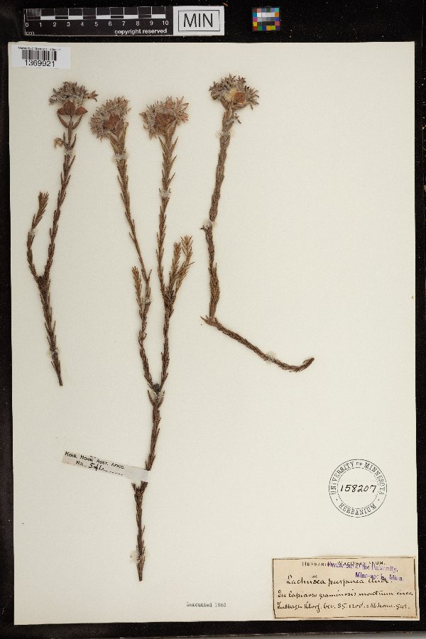 Lachnaea purpurea image