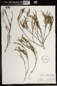 Image of Lachnaea uniflora