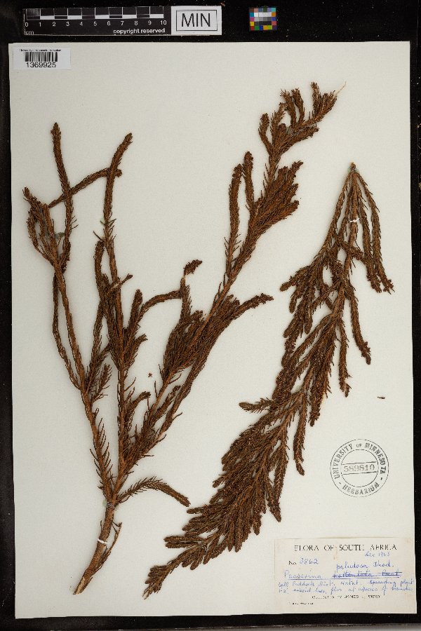 Passerina paludosa image