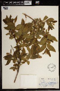 Image of Combretum erythrophyllum