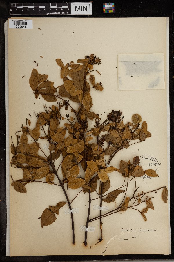 Combretum image